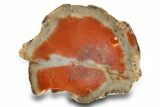 Polished Petrified Wood Limb - Arizona #290590-1